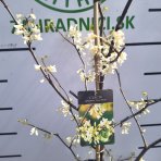 Judášovec kanadský (Cercis Canadensis) ´TEXAS WHITE´ - výška 130-150 cm, kont. C7,5L 